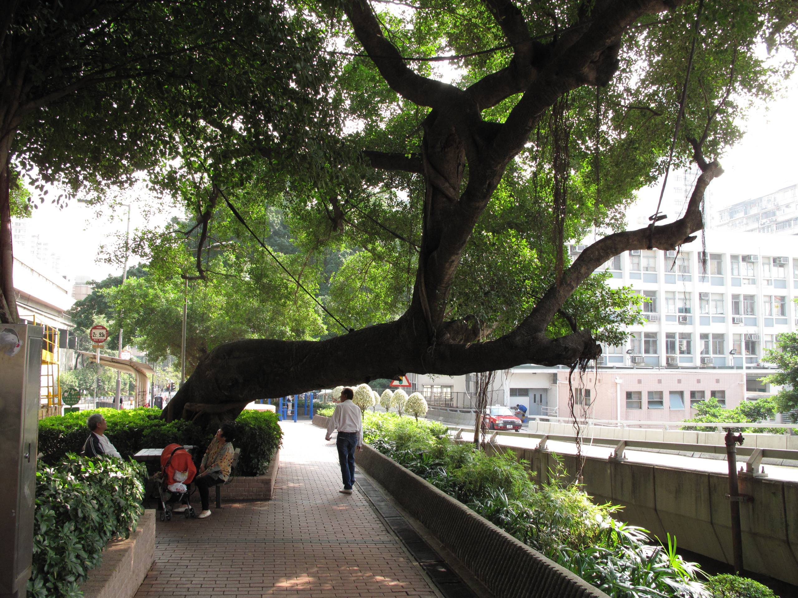 Banyan træ